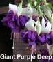 Fuchsia Hanging Basket 12 inch